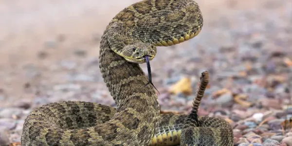 prairie rattlesnake