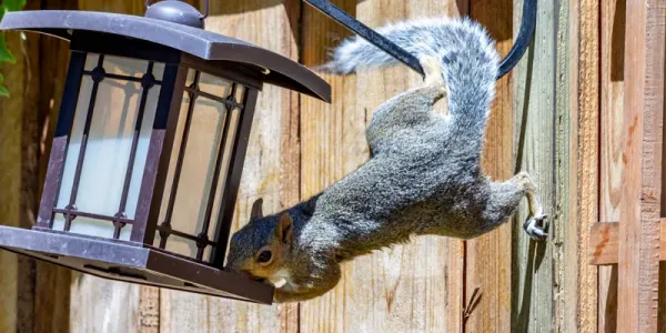 Squirrel hanging on a bird feeder