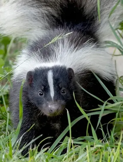 skunk