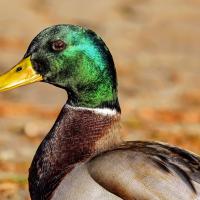 mallard duck outdoors