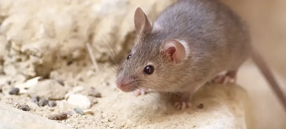 a mouse on a ledge
