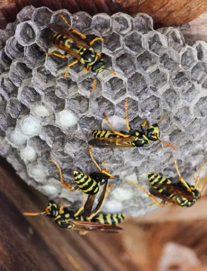 wasp control