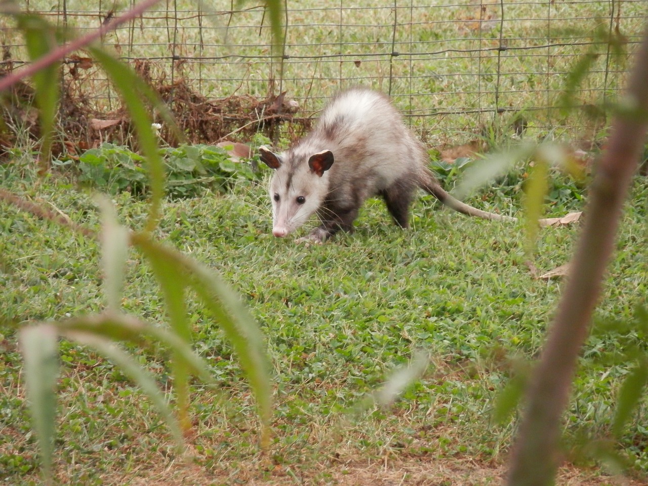 Do Possums Have Rabies? — Whitmore Pest & Wildlife Control Services