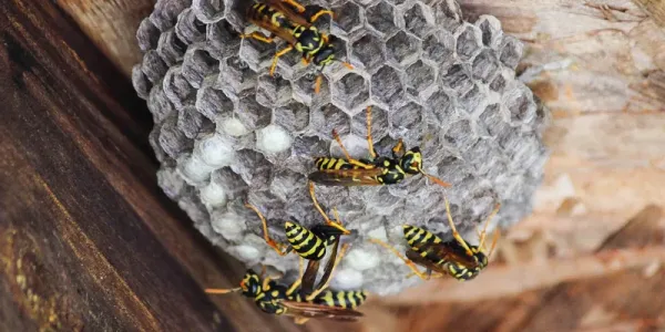 wasp control